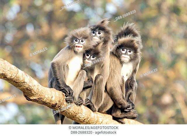 South east Asia, India, Tripura state, Phayre's leaf monkey or Phayre's langur (Trachypithecus phayrei)