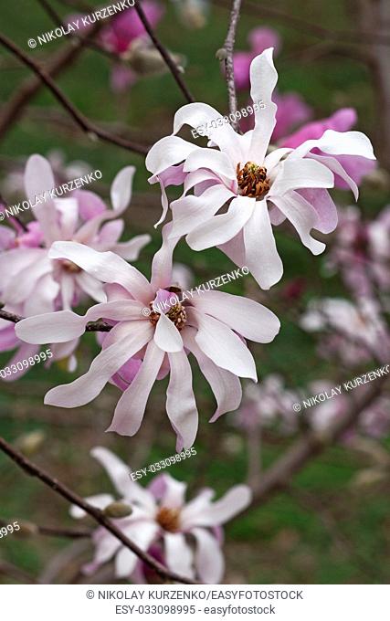 Leonard Messel loebner magnolia (Magnolia x loebneri Leonard Messel)