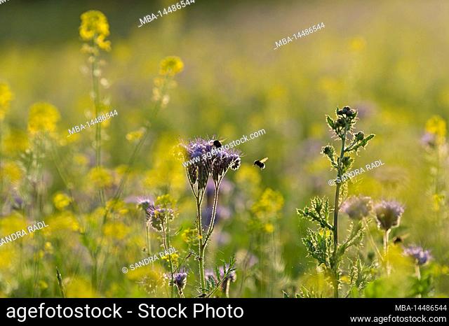 purple Phacelia flowers and yellow flowers of white mustard on a field, evening light, Germany, Hesse, Nature Park Lahn-Dill-Bergland