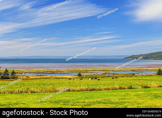 Cattle grazing near the shore of the Bay of Fundy in rural Nova Scotia