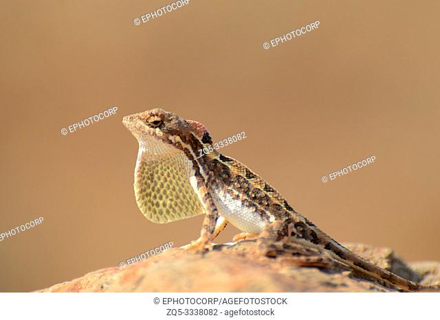 Fan throated lizard, Sitana sp, Satara, Maharashtra, India
