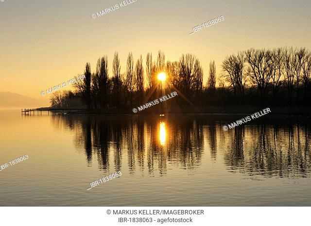Sunset with tree silhouettes on the shores of Lake Constance near Hornstaad, Konstanz district, Baden-Wuerttemberg, Germany, Europe