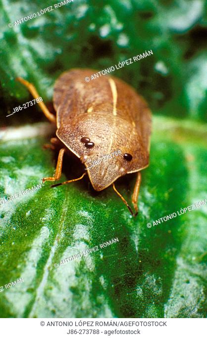 Bug (Eurygaster austriaca)