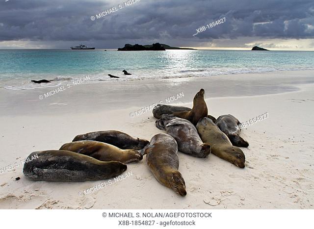 Galapagos sea lions Zalophus wollebaeki hauled out on Gardner beach on Santiago Island in the Galapagos Island Archipelago, Ecuador