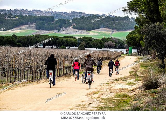 Bike tour through the vineyards of the Villacreces estate within the Ribera del Duero wines denomination in the province of Valladolid in Spain Europe