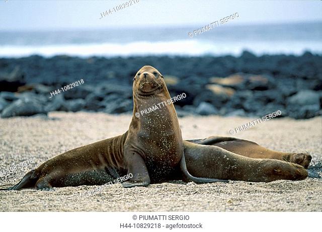 Ecuador, South America, Galapagos islands, isles, lake lion, lake lion, Zalophus californianus wollebakei, beach, seas