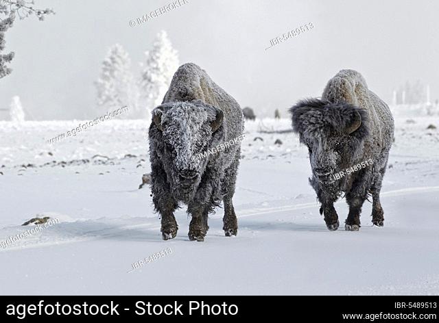 North American Bison (Bison bison) two adult males, walking on snow covered road, Yellowstone N. P. Wyoming (U.) S. A