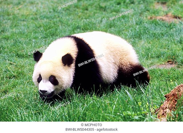 giant panda Ailuropoda melanoleuca, eight months old panda in the resaerch station of Wolong, national animal of China, China, Sichuan, Wolong