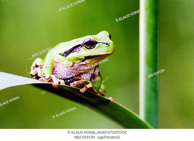 Common Tree Frog (Hyla arborea) on reed leaf in profuse vegetation