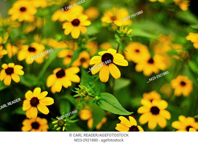 A cluster of small black-eyed susans, Pennsylvania, USA