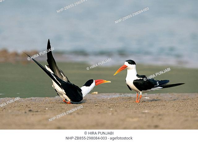 The image of Indian Skimmer was taken in Chambal Sanctuary, M.P. India