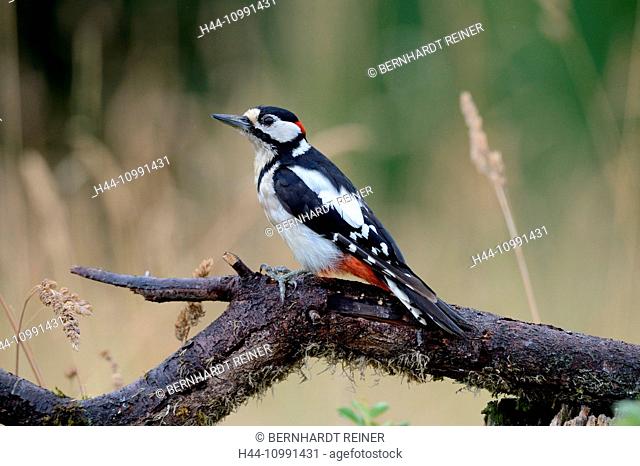 Spotted woodpecker