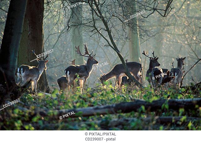 Fallow deer (Dama dama) bucks. Ashridge. Hertfordshire. England