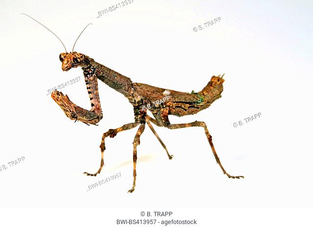 African twig mantis, Twig Mantis (Popa spurca), small brown African twig mantis, cut-out