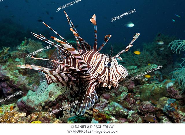 Lionfish, Pterois volitans, Raja Ampat, Indonesia