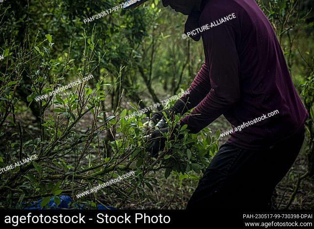 12 May 2023, Colombia, Llorente: A worker harvests coca leaves in a plantation. Photo: Edinson Arroyo/dpa. - Llorente/Narino/Colombia
