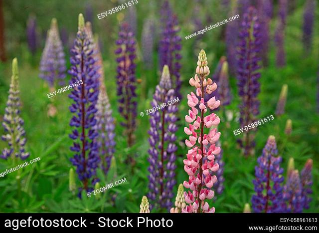 Beautiful purple lupins pea wild flower flowerbed in Geiranger in Norway