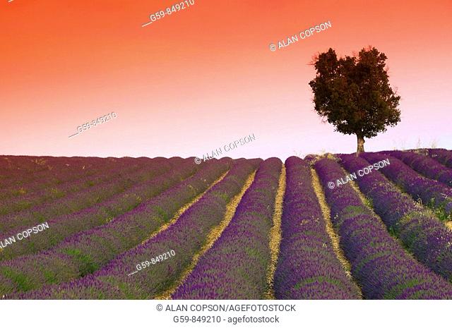 France, Provence-Alpes-Côte d'Azur, Alpes-de-Haute-Provence, Valensole, Lavender Fields