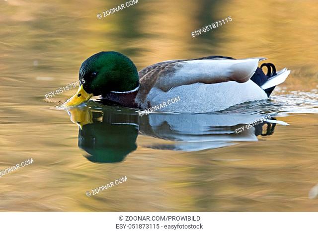 wild duck, (Anas platyrhychos), Germany, wildlife, Stockente, (Anas platyrhychos), Deutschland, wildlife