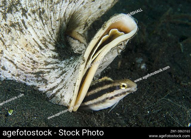 Shorthead Fangblenny (Petroscirtes breviceps) by Horned Helmet (Cassis cornuta), Puri Jati dive site, Seririt, Buleleng Regency, Bali, Indonesia