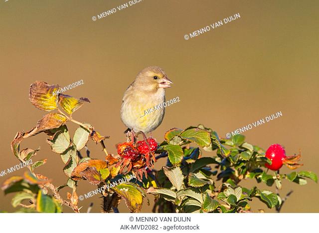 Female European Greenfinch in the fall foraging on one Japanese Rose
