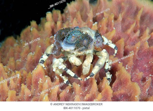 Tubercle spider crab (Cyclocoeloma tuberculata) with sea anemone, Bohol Sea, Philippines