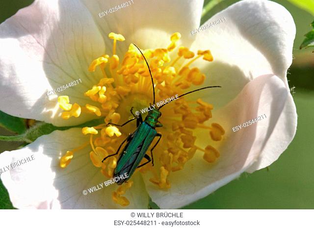green oedemeridae, female