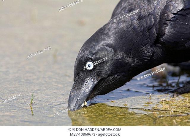 Torresian Crow drinking (Corvus orru). At Mt Barnett water treatment plant, Gibb River Road, Kimberley, Western Australia