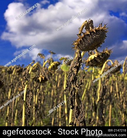 Wilted Sunflowers (Helianthus annuus), sunflower field, Limagne, Auvergne, France, Europe