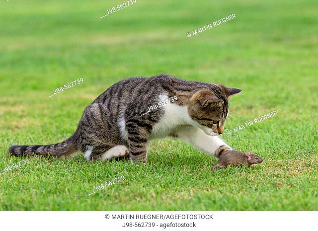 Domestic cat with mouse. Bavaria, Germany, Europe