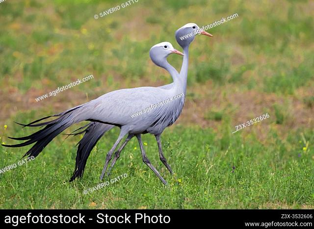 Blue Crane (Grus paradisea), two adults walking, Western Cape, South Africa
