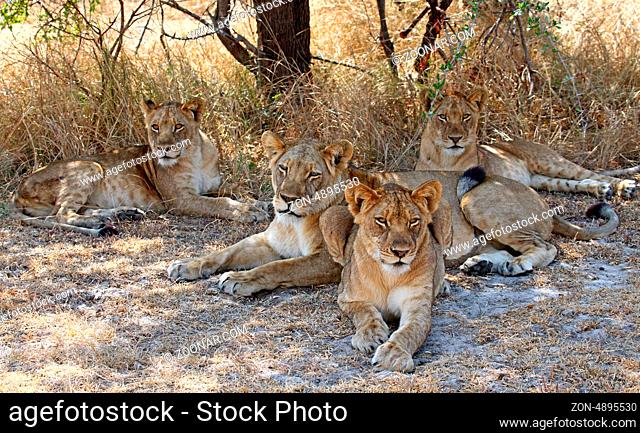 Löwen im Kafue-Nationalpark, Sambia; lions in Zambia