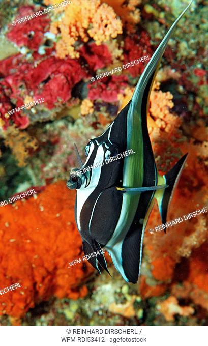 Moorish idol, Zanclus cornutus, Wakatobi Dive Resort Sulawesi Indian Ocean Bandasea, Indonesia