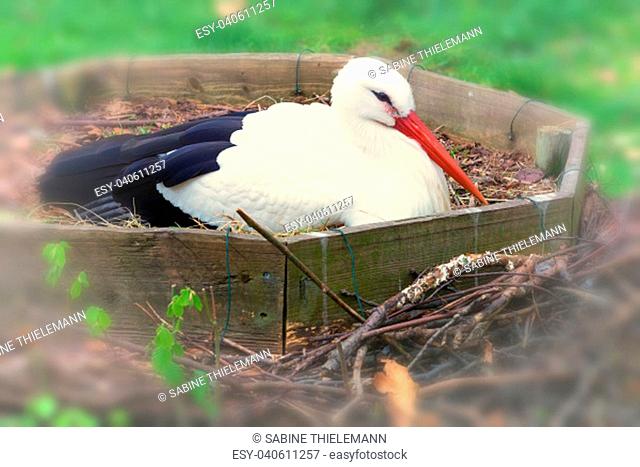 Stork lying in the nest what is on the ground