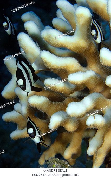 Humbug dascyllus, Dascyllus aruanus, sheltered in cat's paw coral, Acropora palifera, Namu atoll, Marshall Islands N Pacific
