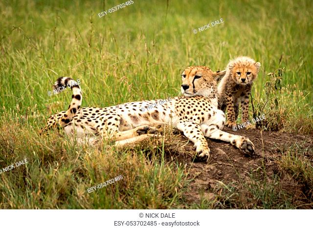 Cheetah lies on termite mound with cub