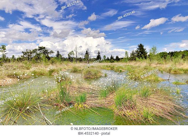 Hare's-tail cottongrass (Eriophorum vaginatum) in wet moorland with peat moss (Sphagnum sp.), Nicklheim, Bavaria, Germany