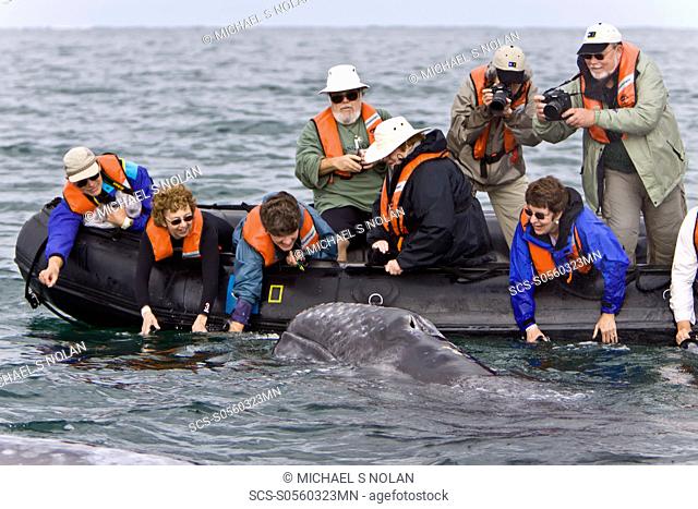 California Gray Whale Eschrichtius robustus with excited whale watchers in San Ignacio Lagoon on the Pacific side of the Baja Peninsula, Baja California Sur
