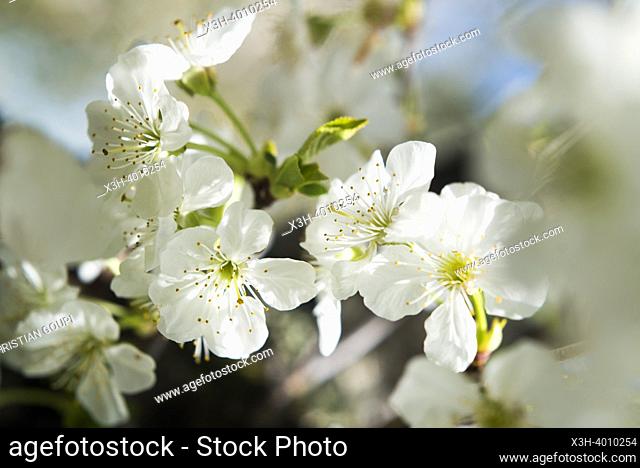 Fleurs de cerisier au stade de l'eclosion, Departement d'Eure-et-Loir, region Centre-Val-de-Loire, France, Europe / Cherry blossoms at the eclosion stage