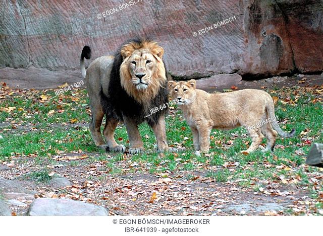 Lions (Panthera leo) at a zoo in Germany, Europe, Stock Photo, Picture And  Rights Managed Image. Pic. IBR-641939 | agefotostock