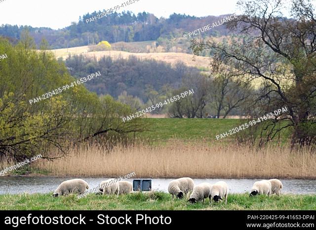 19 April 2022, Brandenburg, Schwedt/Ot Criewen: Sheep grazing on the bank of the Hohensaaten-Friedrichsthal waterway. Photo: Soeren Stache/dpa