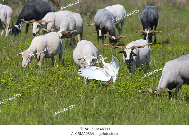 Cattle Egret (Bubulcus ibis ibis), Portugal, adult landing in fields with local race sheep with odd horns