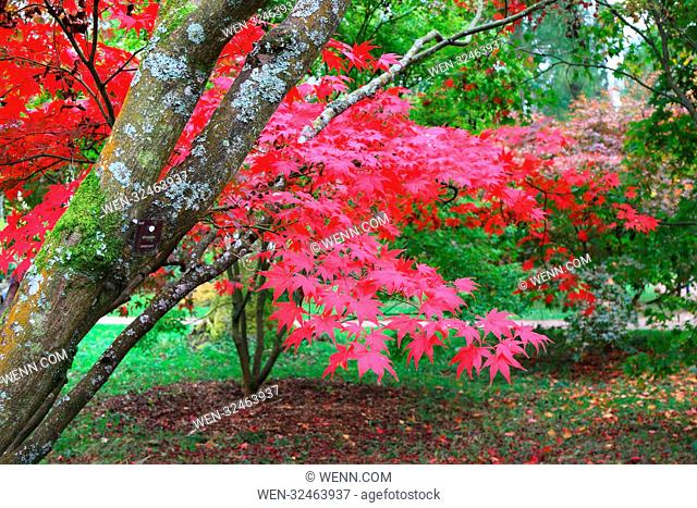 Japanese maples and colourful acers highlight the magnificent array of autumn colours at Westonbirt Arboretum at Tetbury