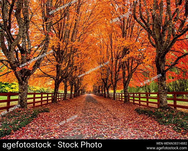 A tree-lined driveway to a farm in the Cascade Mountain foothills is ablaze with autumnal colour. This spectacular sight lasts for a round a week each fall in...