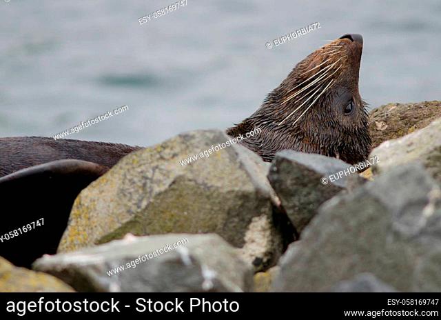 New Zealand fur seal Arctocephalus forsteri resting. Pilots Beach. Taiaroa Head Wildlife Reserve. Otago Peninsula. Otago. South Island. New Zealand