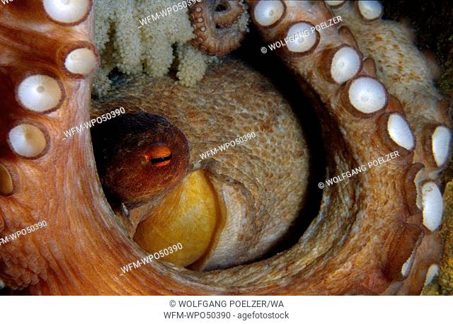 Common octopus female guarding her eggs, Octopus vulgaris, Costa Brava Mediterranean Sea, Spain