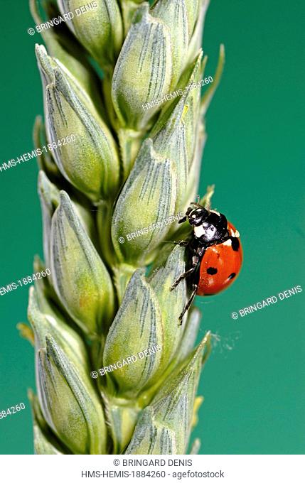 France, Territoire de Belfort, field, ear of corn, Ladybird (Coccinella septempunctata) Adult