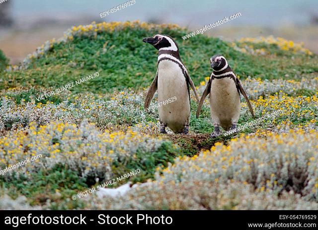 Magellanic penguins Spheniscus magellanicus in the Otway Sound and Penguin Reserve. Magallanes Province. Magallanes and Chilean Antarctic Region