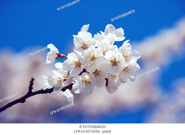 Cherry flowers on branch, close up, blue background