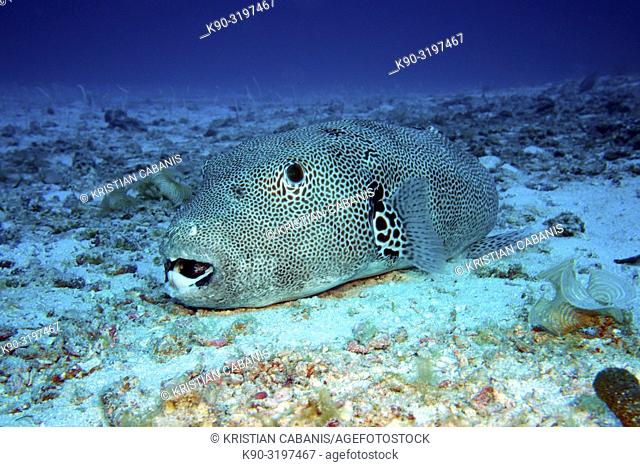 Starry pufferfish (Arothron stellatus) laying on the sea bottom and sleeping, Indian Ocean, Maledives, South Asia